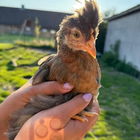 Faebrogaard Konukevi