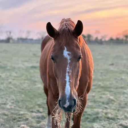 בית הארחה Faebrogaard Skærbæk