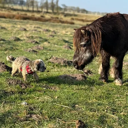 Faebrogaard Konukevi Skærbæk