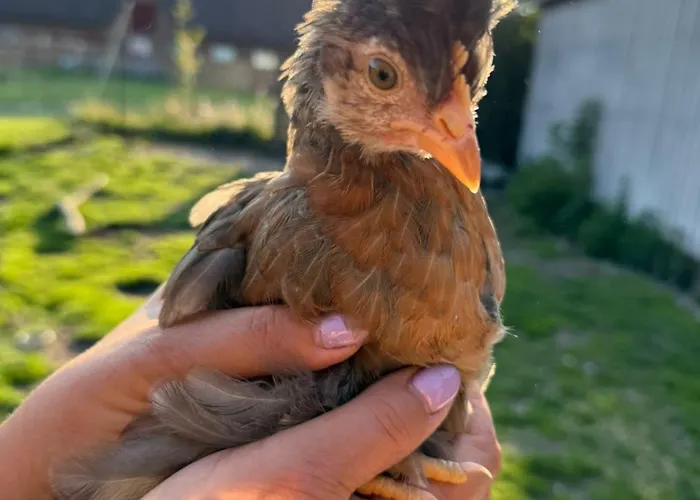 Faebrogaard Vendégház